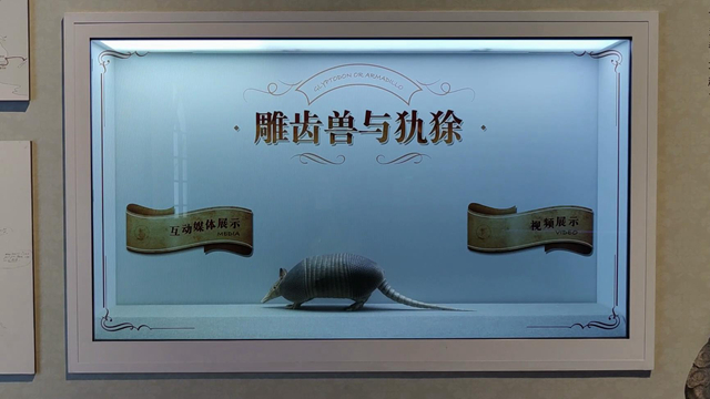 雕齒獸與犰狳透明柜