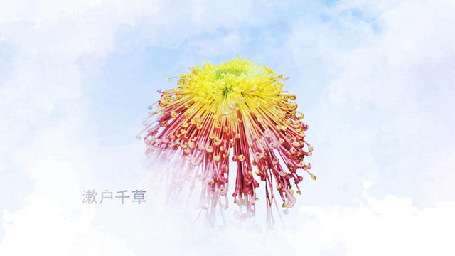 菊花展待機影片