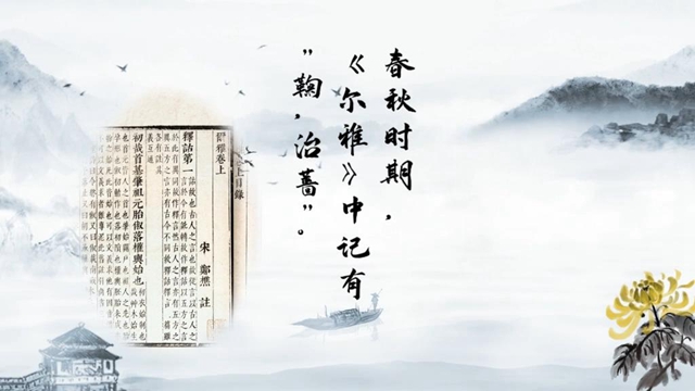 水墨風菊花主題詩詞介紹MG動畫