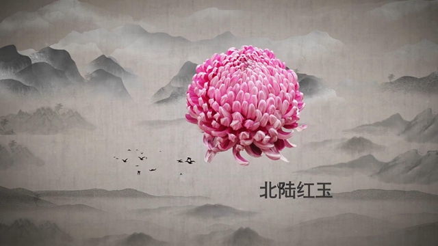 菊花展水墨風品類介紹影片