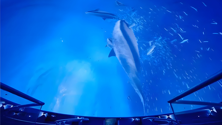 沉浸式海底世界球幕展示效果